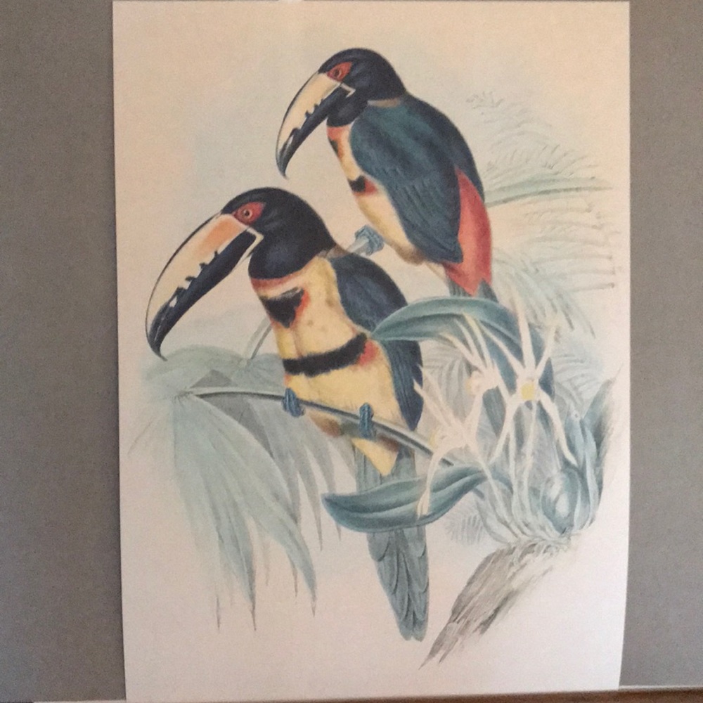 Toucan Watercolour Prints